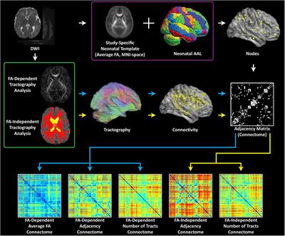 Clinical factors associated with microstructural connectome related brain dysmaturation in term neonates with congenital heart disease